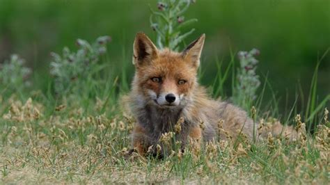 狐狸动物野生动物和自然摄影图素材图片下载-万素网