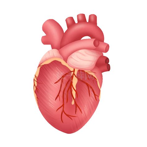 心脏跳动素材图片免费下载-千库网