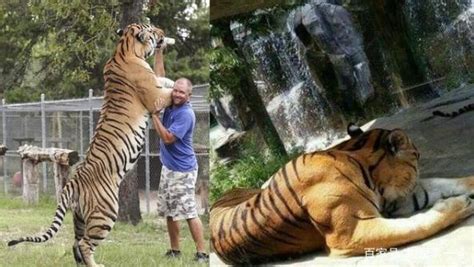 小心动物园老虎咬人-百度经验