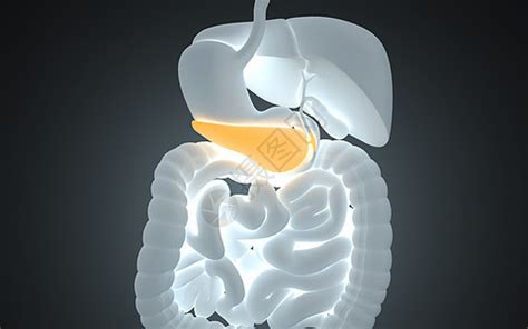 人体胰腺图片素材-正版创意图片401797581-摄图网