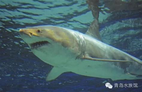 罕见！野生大白鲨在日本水族馆绝食3天而亡-青岛水族馆官方网站