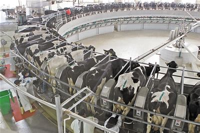 万头奶牛养殖项目助力脱贫致富