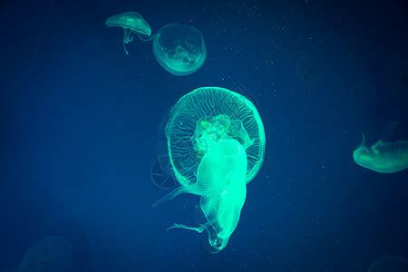 大型海洋水母在自然栖息地高清图片下载-正版图片507471849-摄图网