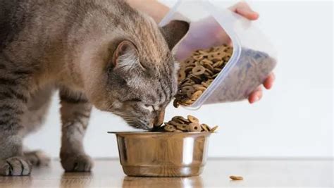 【图集】从喂猫到代厨，镜头下的“上门经济”|界面新闻 · 影像