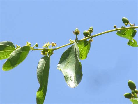 科学网—鏃跺厜锛堟灒鑺卞拰灏忔灒锛 - 默认相册