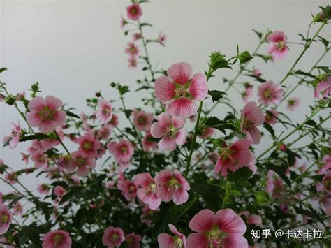 适合北方夏季种植的牧草品种-养花技巧-江苏长景园林