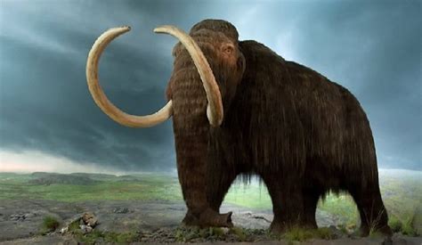复活灭绝5000年猛犸象肉，做成了“巨型肉丸”|猛犸象|DNA|荷兰_新浪新闻