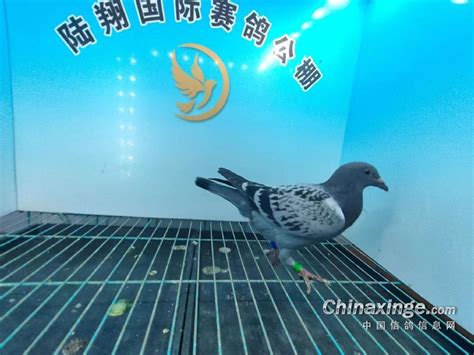 开创者国际赛鸽公棚9月14日幼鸽入棚照片及数据 （一） - 天津开创者国际赛鸽公棚 - 中信网各地公棚