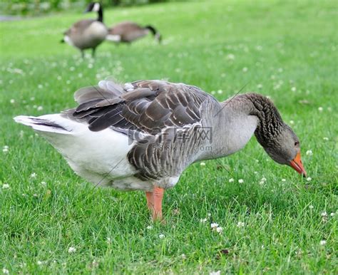 一只在公园里吃草的大雁高清摄影大图-千库网