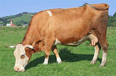 怀孕母牛饲料配方和喂养方法 - 知乎