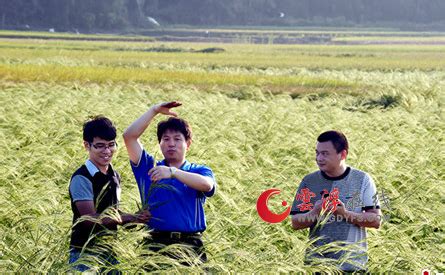 广东惊现海水稻 可在海水里生长并长出稻谷 - 海洋财富网