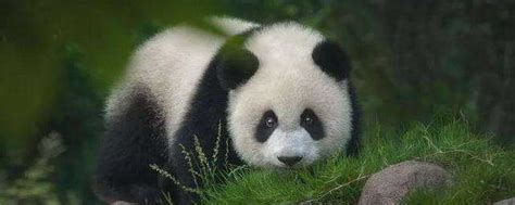 大熊猫是国家几级保护动物 大熊猫属于国家几级保护动物呢_知秀网
