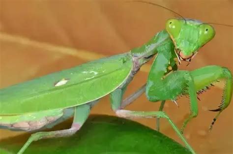 世界上最大最凶的螳螂：非洲绿巨螳螂(敢捕猎蛇)_奇趣解密网