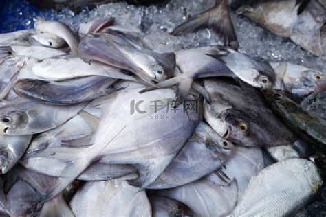 清蒸白鲳鱼高清图片下载-正版图片600202412-摄图网