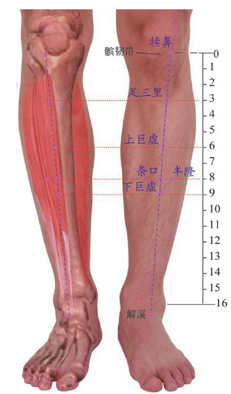 怎样找足三里穴位，足三里的准确位置图_三思经验网