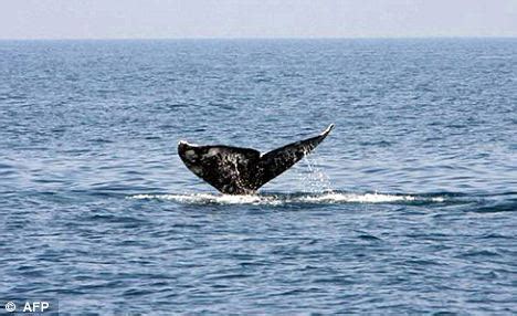 世界上最孤独的鲸去世 享年47岁怎么回事？ 鲸鱼叫什么名字 - 社会 - 东亚金融网