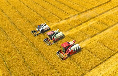 全国已收获冬小麦达1.64亿亩 “三夏”麦收进度过半_荔枝新闻