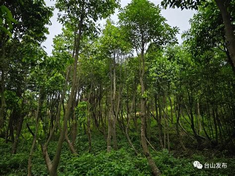 广宁2018年林下经济总产值45642.19万元 林下经济正呈绿色增长