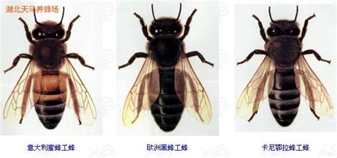 蜜蜂品种大全图片