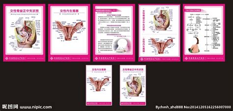 女性生殖解剖图设计图__广告设计_广告设计_设计图库_昵图网nipic.com