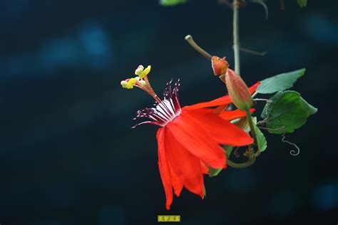 花卉图片