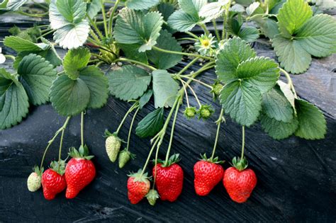 草莓的生长分哪几个时期-草莓最好在什么时候种