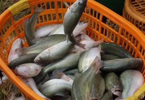 收藏！网箱养殖黑鱼的日常管理|黑鱼|网箱|养殖_新浪新闻