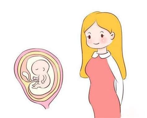 怀孕后多长时间能看到胎心胎芽 - 知乎