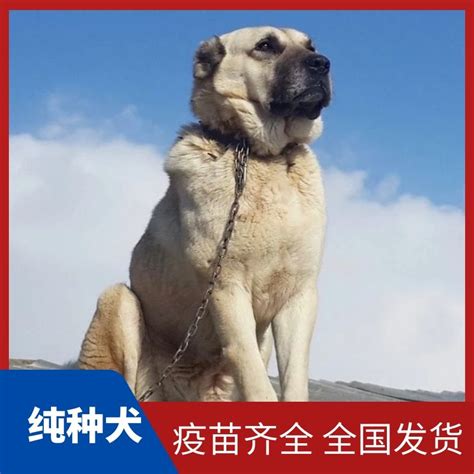 中亚三大最强獒:坎高犬，库达犬，中亚牧羊犬完胜藏獒|土耳其|库达|牧羊犬_新浪新闻