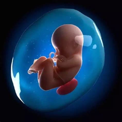 关于胎儿的13个冷知识，你肯定不知道！_移号推荐信