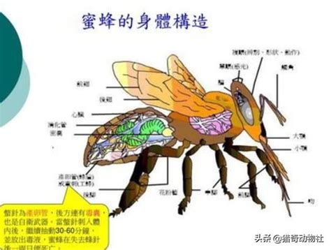 蜜蜂蜇人后会死亡？将蜜蜂蜇人过程放大20倍，就能清楚看到真相