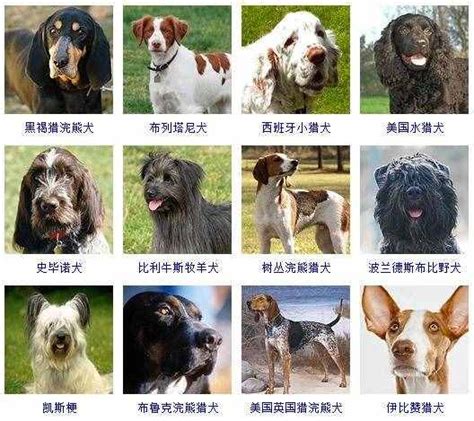 178个狗狗品种介绍（狗狗品种大全及图片） - 胖萌舍宠物网