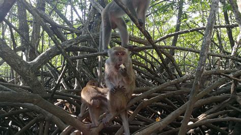 猴子高清图片下载-正版图片501271255-摄图网