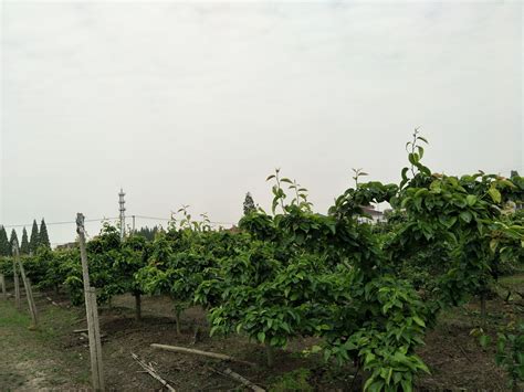 上海市崇明县城桥镇40亩橘子园转让- 聚土网