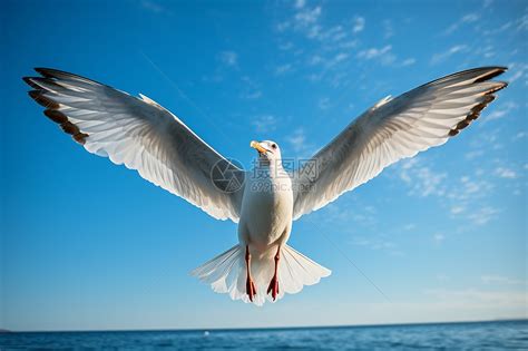 展翅飞翔的海鸥-中关村在线摄影论坛