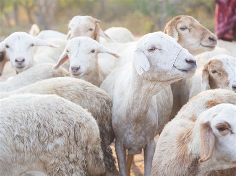 羊 牲畜 羊群 羊毛 羊群效应图片下载 - 觅知网