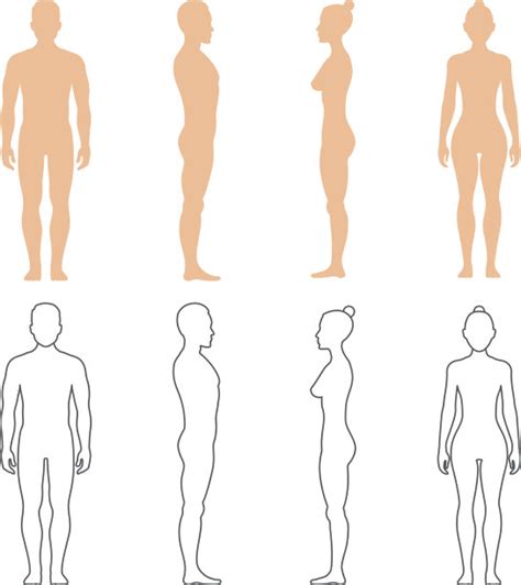 人体模板图片