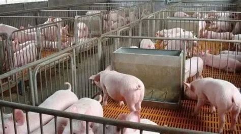 国家调控 “豫猪”加量 让国庆节餐桌上的猪肉不涨价-大河新闻
