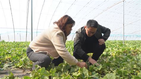 马连庄甜瓜种植面积达3万多亩！莱西发展高效生态农业，打造乡村振兴产业引擎-半岛网