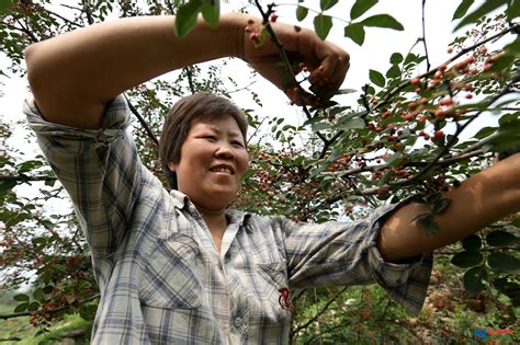 河南林州：花椒丰收 农民采摘忙 喜悦写在脸上 - 安阳新闻网