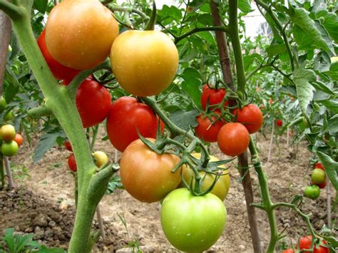 其他-普罗旺斯番茄，西红柿-好图网