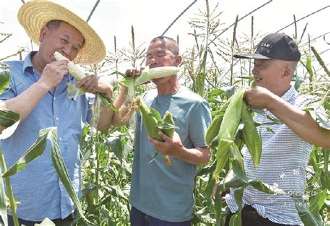 二分田粮食专业合作社联合社：水果玉米种植面积减少的背后……-嵊州新闻网