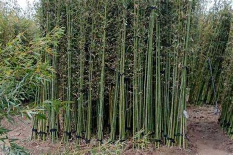 十大名贵竹子品种，凤尾竹排在榜首，第二表面形似龟甲_排行榜123网