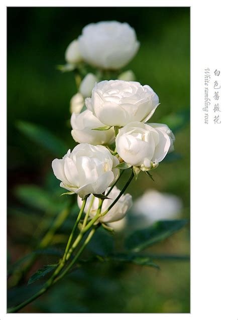 白蔷薇花 - 绝美图库 - 华声论坛