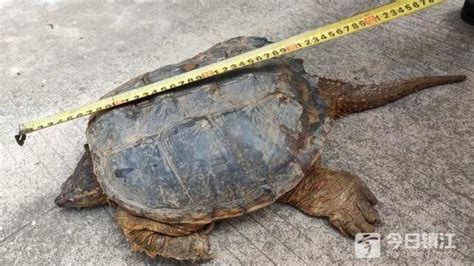 极品日本石龟应该如何养，环境需要怎么布置「龟谷鳖老」_凤凰网视频_凤凰网
