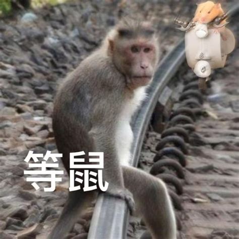 猴子表情包_猴子微信QQ表情包-爱斗图aidotu.com