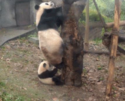 大熊猫教孩子爬树，却成大型翻车现场，终于知道为什么数量稀少了