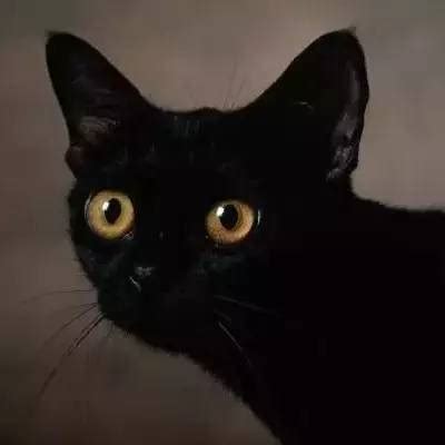 纯黑猫图片大全,黑猫霸气图片,黑猫图片手机壁纸_大山谷图库