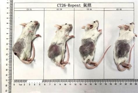 裸鼠成瘤模型构建_百致生物医药科技