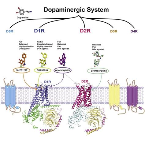 多巴胺——一个让你快乐的神奇小分子 - 自主发布 - 生物在线 Lab-on-Web